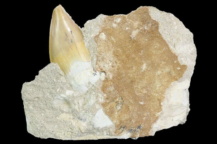 Otodus Shark Tooth Fossil In Rock - Eocene #86995